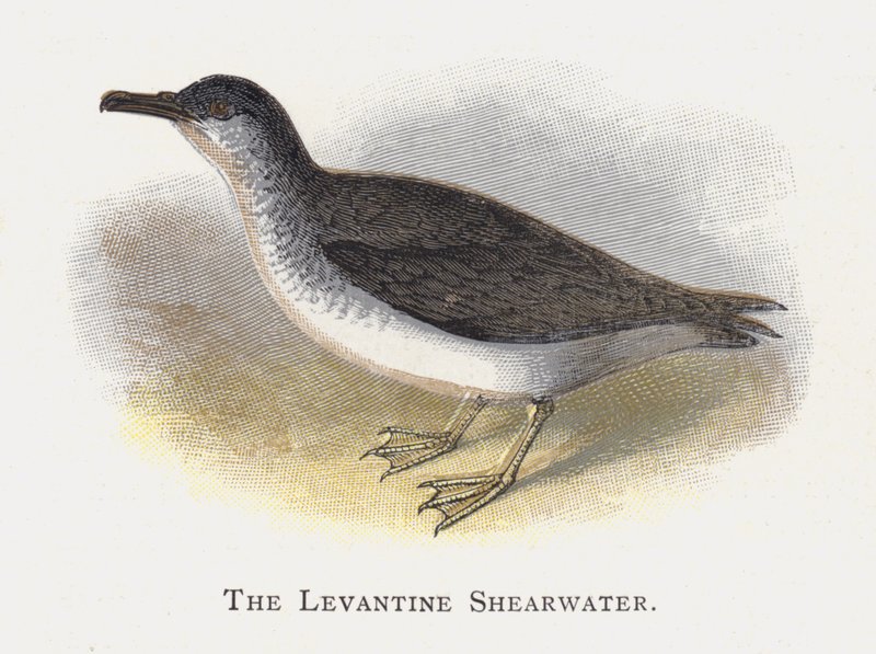 Der Levantinische Sturmtaucher von Alexander Francis Lydon