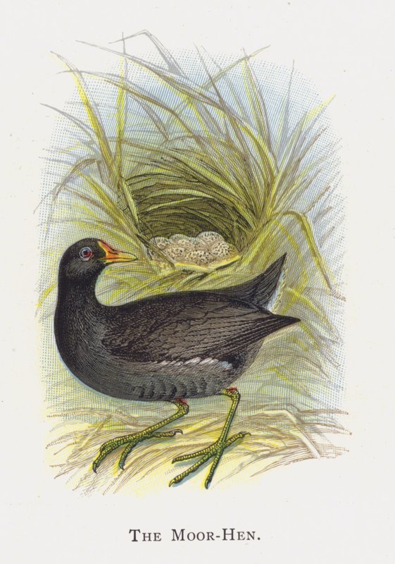 Das Teichhuhn von Alexander Francis Lydon