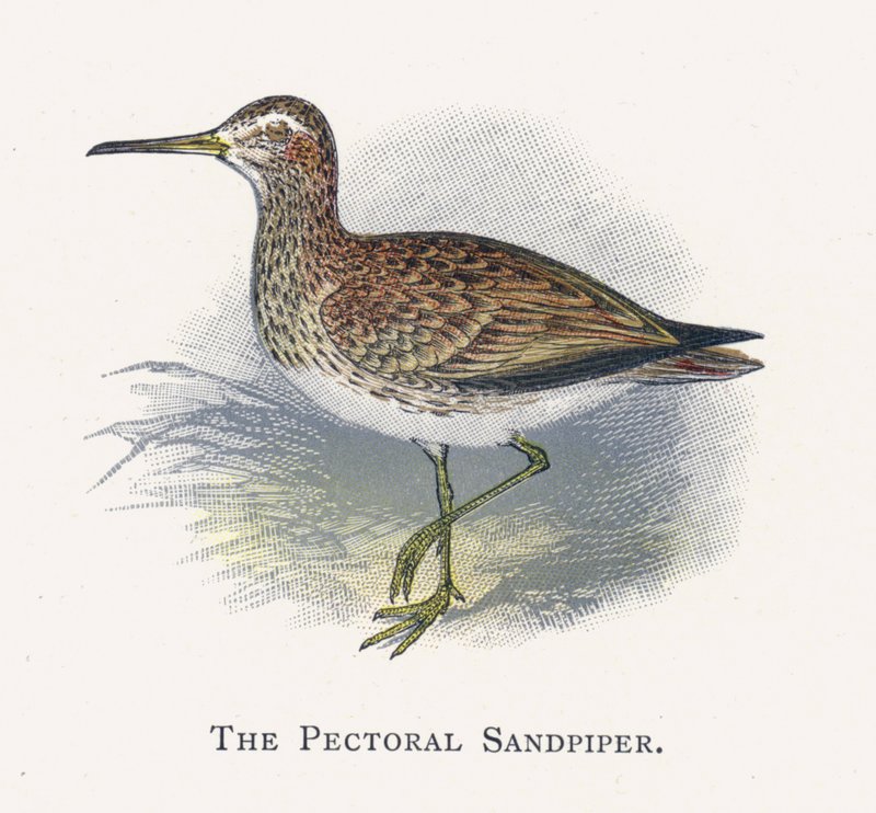 Der Pektoralsandpiper von Alexander Francis Lydon