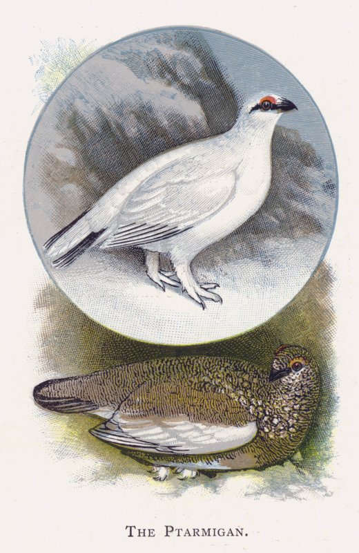 Das Alpenschneehuhn von Alexander Francis Lydon