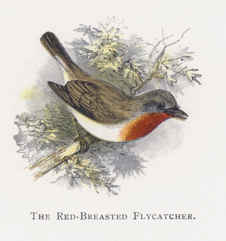 Der Halsbandschnäpper von Alexander Francis Lydon