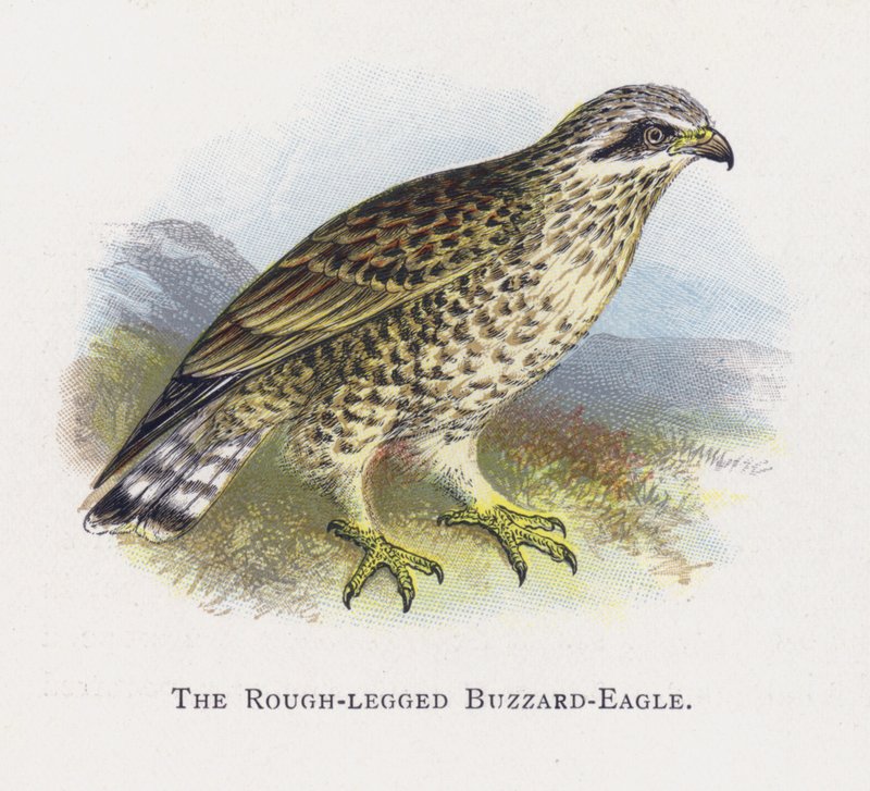 Der Rauhfußbussard von Alexander Francis Lydon