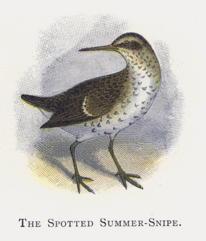 Der Fleckensumpfläufer von Alexander Francis Lydon