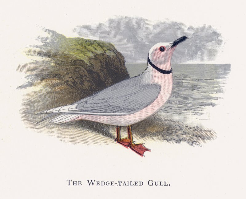 Die Keilschwanzmöwe von Alexander Francis Lydon