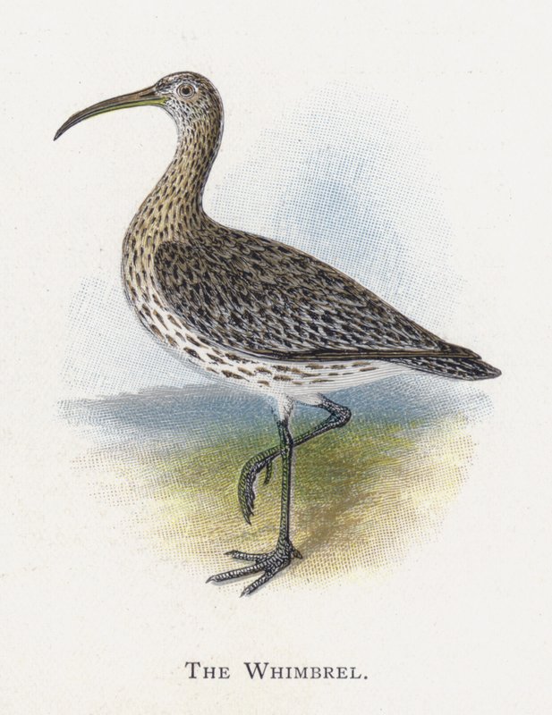 Der Regenbrachvogel von Alexander Francis Lydon