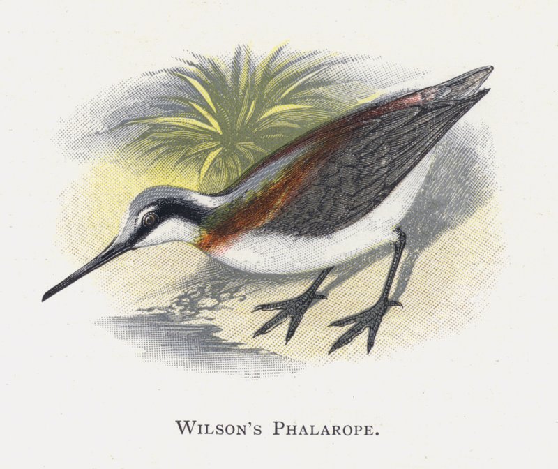 Der Wilsons Phalarope von Alexander Francis Lydon