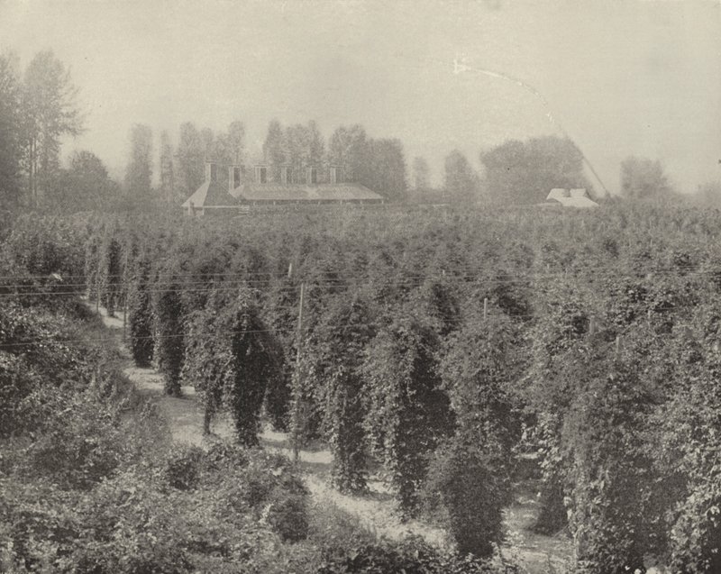 Ein Hopfenhof in Washington von American Photographer (after)