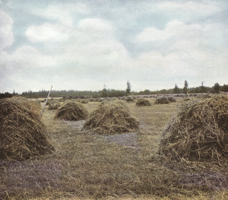 Oregon: Alfalfa (Foto) von American Photographer (after)