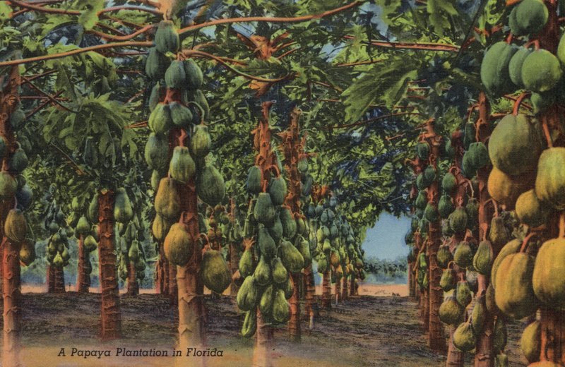 Papaya-Plantage, Florida von American Photographer (after)