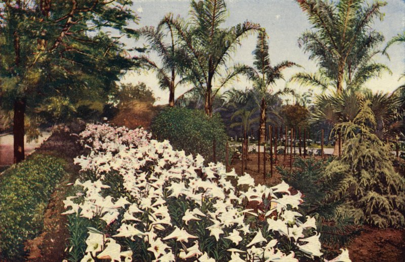 Osterlilien in Blüte von American Photographer