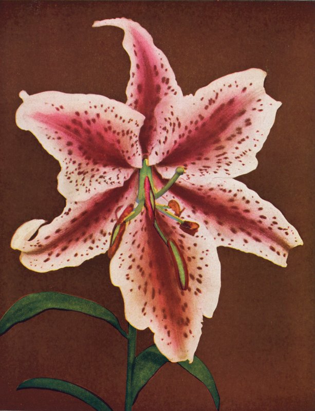 Lilien: Lilium Auratum, Crimson Queen von American Photographer