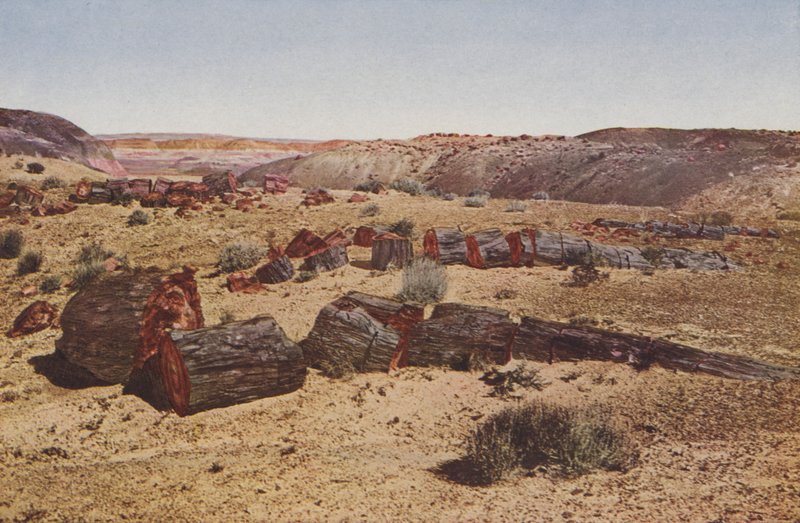 Versteinerter Wald, Arizona von American Photographer