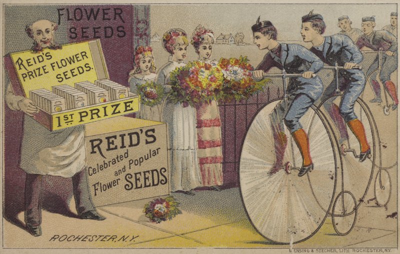 Blumensamen von American School
