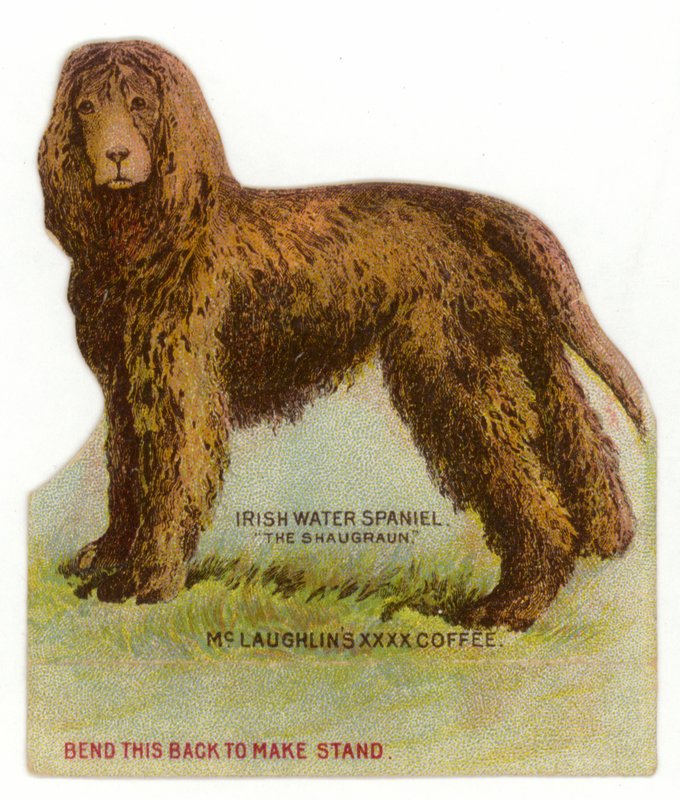 Irischer Wasserspaniel von American School