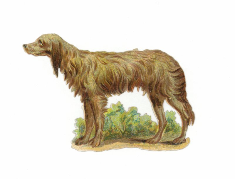Irischer Wolfshund von American School