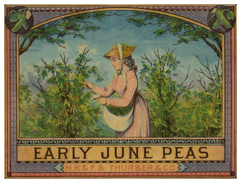 Dame pflückt frühe Juni-Erbsen von American School
