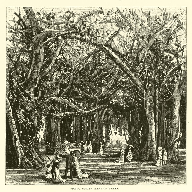Picknick unter Banyanbäumen von American School