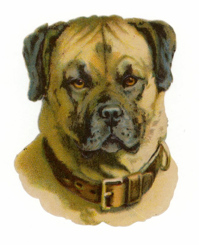 Rottweiler Kopf von American School