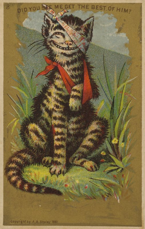Schmunzelnde Katze mit Verletzungen von American School