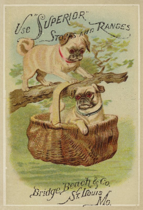 Zwei Hunde und ein Korb von American School