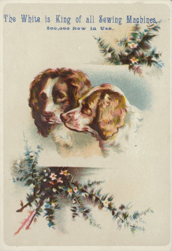 Zwei Hundeköpfe zusammen von American School
