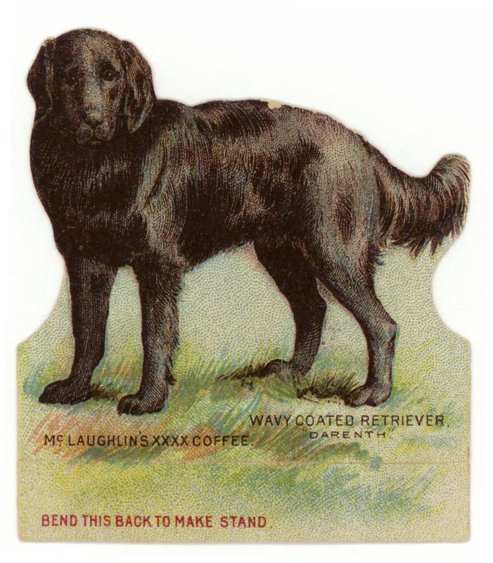 Schwarz gewellter Retriever von American School