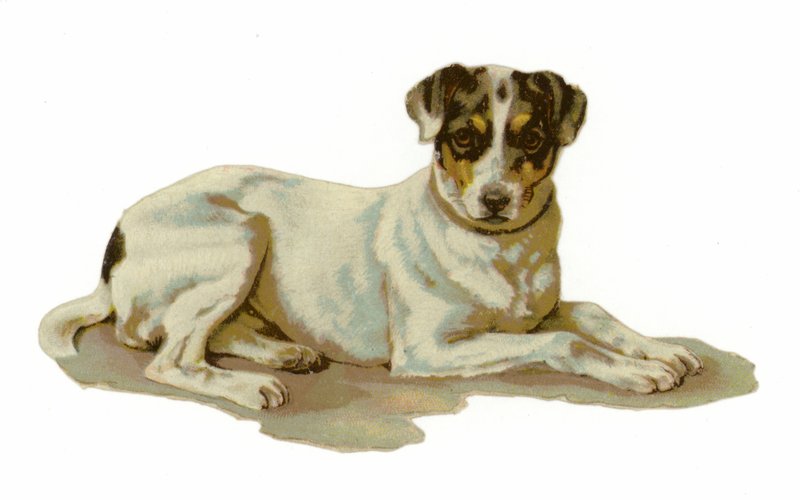 Junger Hund liegt von American School