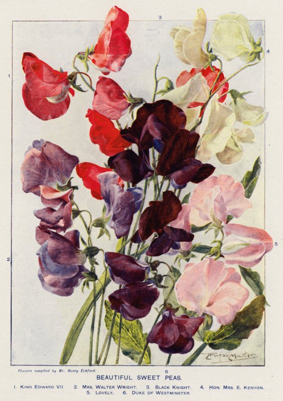 Schöne Duftwicken (Farblithografie) von Angelo Fairfax Muckley