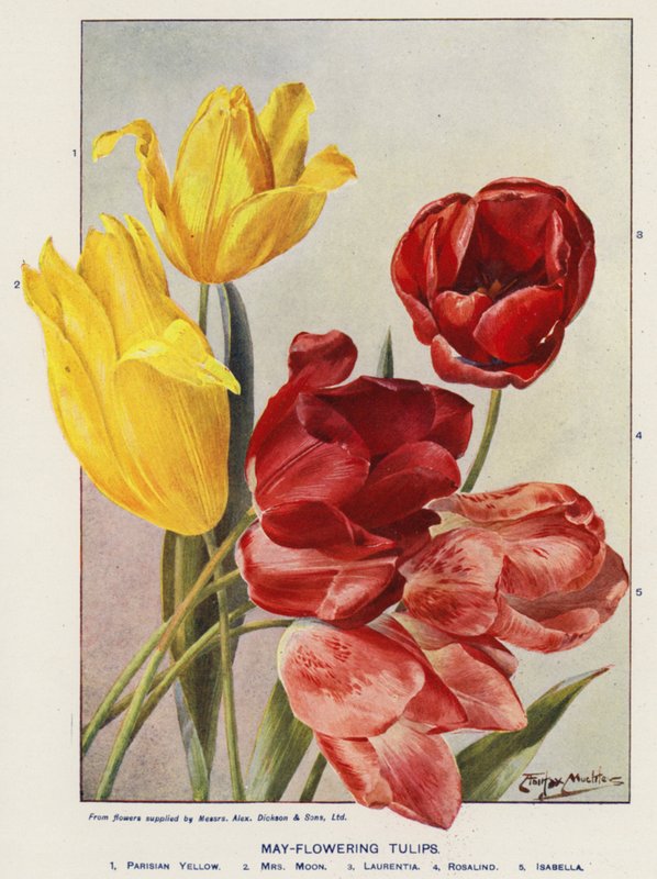 Mai-blühende Tulpen von Angelo Fairfax Muckley