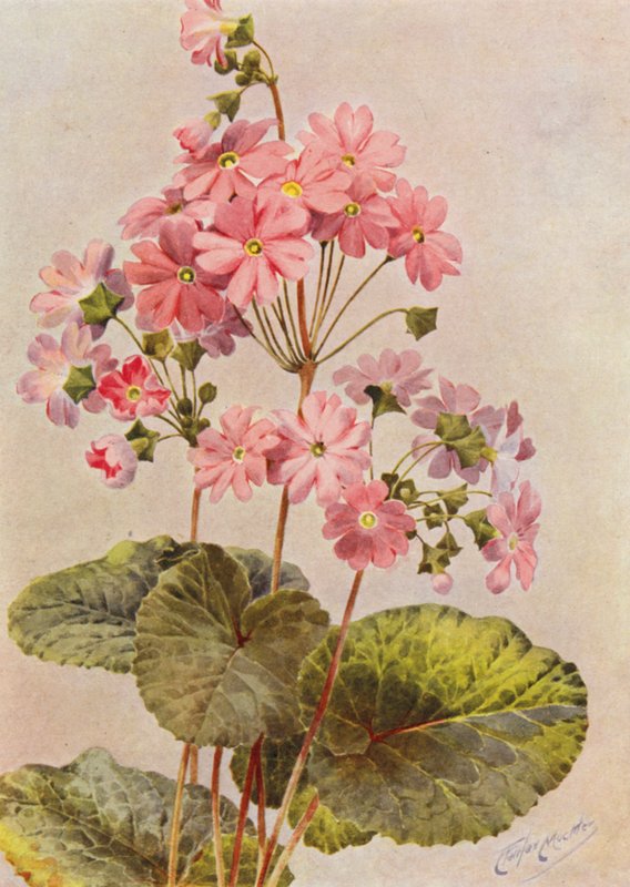 Primula Obconica von Angelo Fairfax Muckley