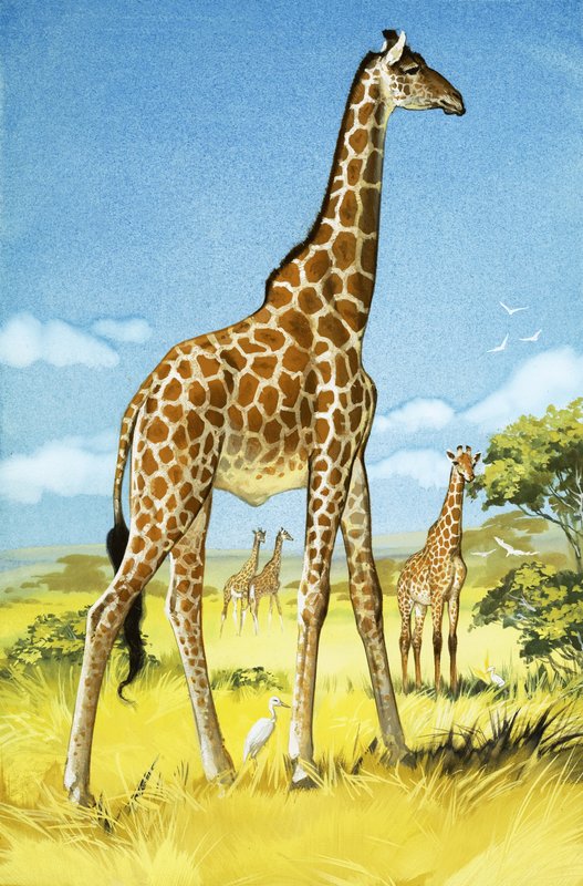 Giraffen von Angus McBride