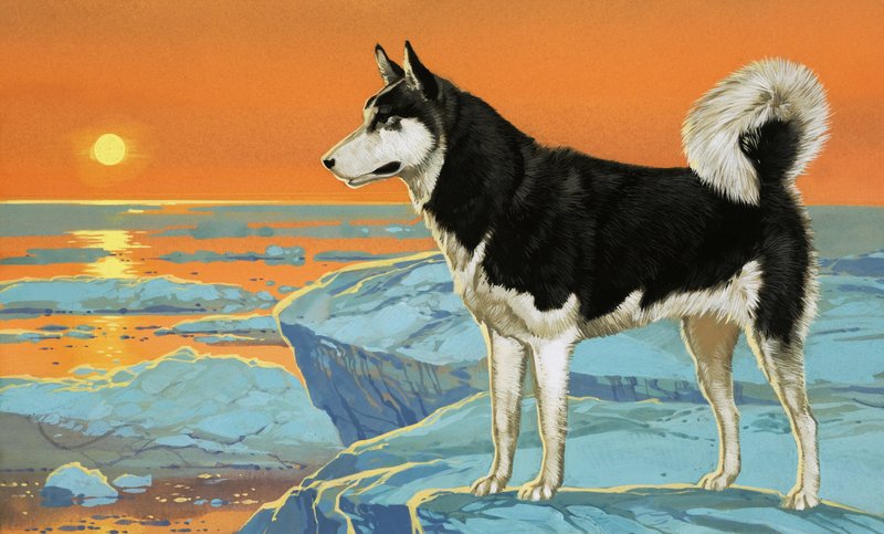 Husky-Hund von Angus McBride