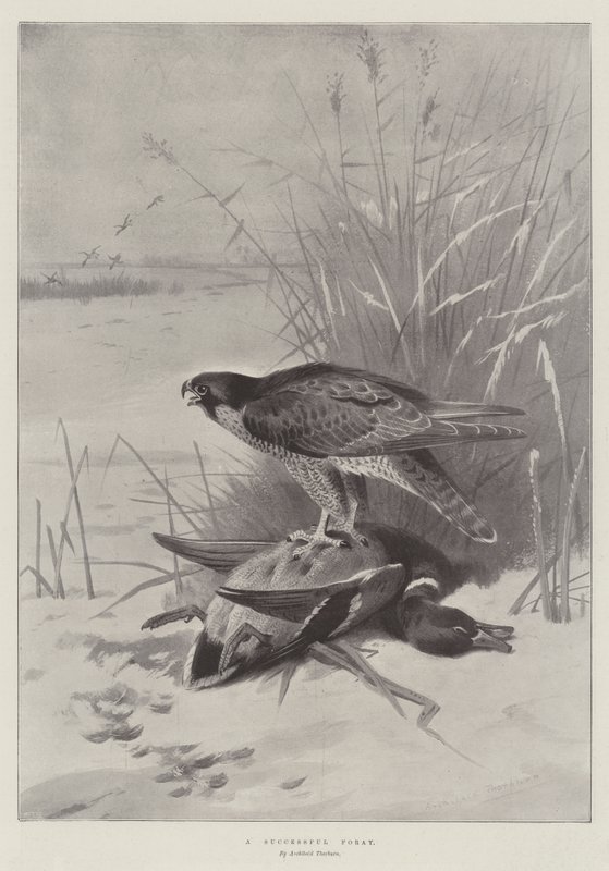 Ein erfolgreicher Beutezug von Archibald Thorburn