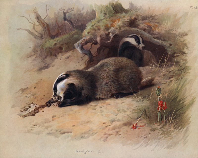 Dachs von Archibald Thorburn