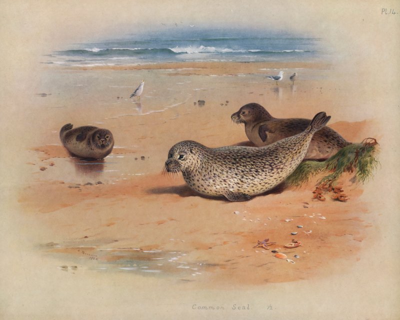 Seehund von Archibald Thorburn