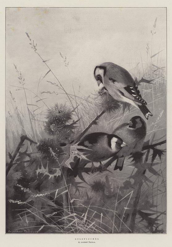 Stieglitze von Archibald Thorburn