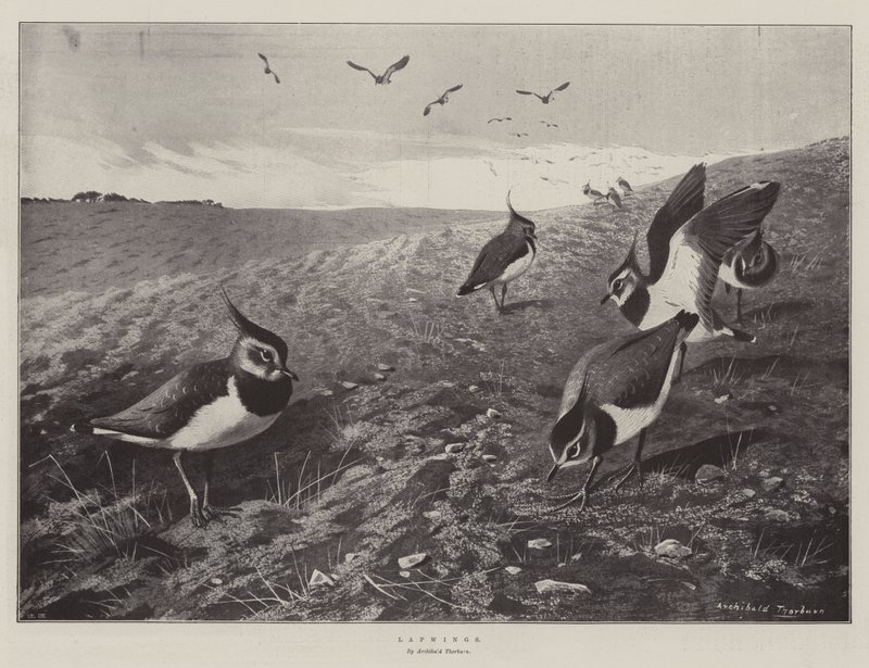 Kiebitze von Archibald Thorburn