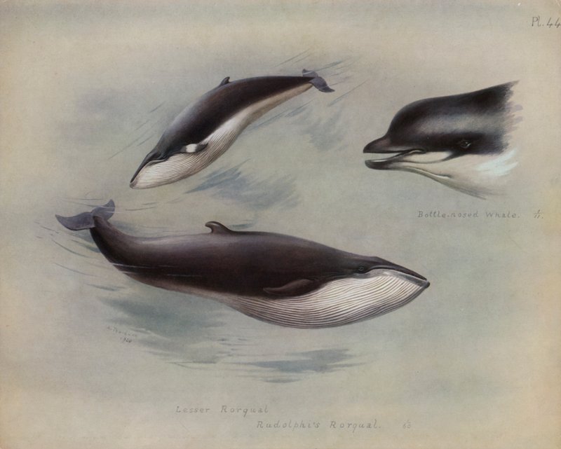 Kleiner Bartenwal, Rudolphis Bartenwal, Flaschennasenwal von Archibald Thorburn