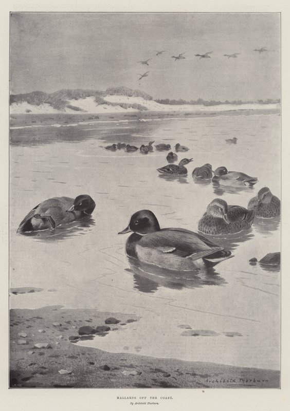 Stockenten vor der Küste von Archibald Thorburn
