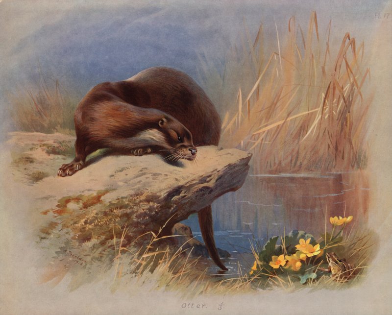 Otter von Archibald Thorburn