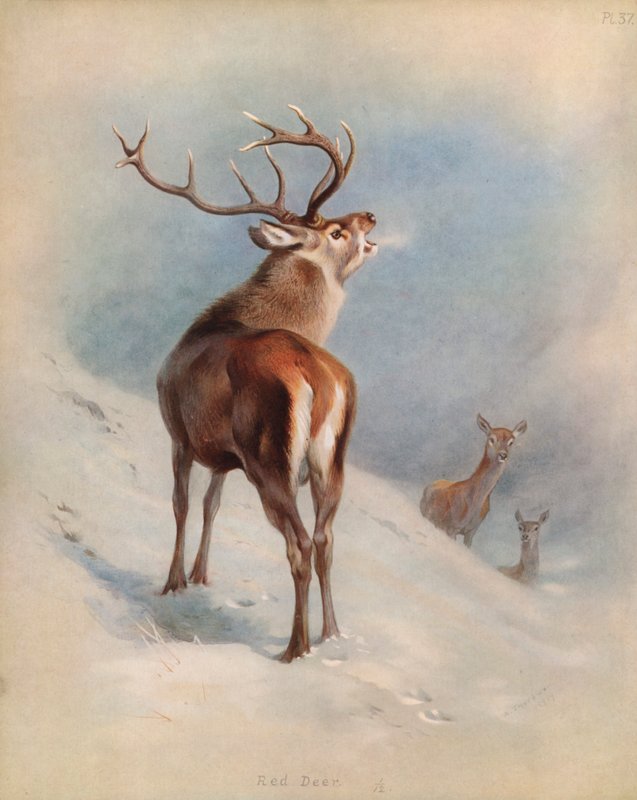 Rothirsch von Archibald Thorburn