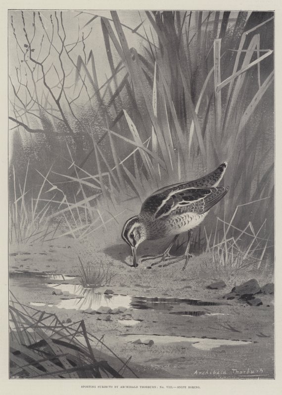 Sportliche Themen, Snipe boring von Archibald Thorburn