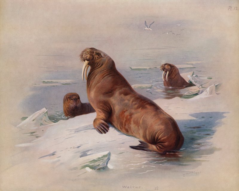 Walross von Archibald Thorburn