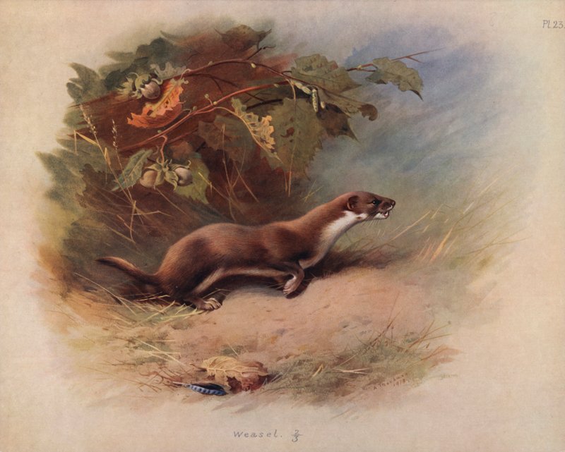 Wiesel von Archibald Thorburn