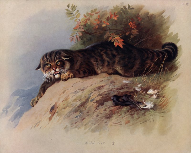 Wildkatze von Archibald Thorburn