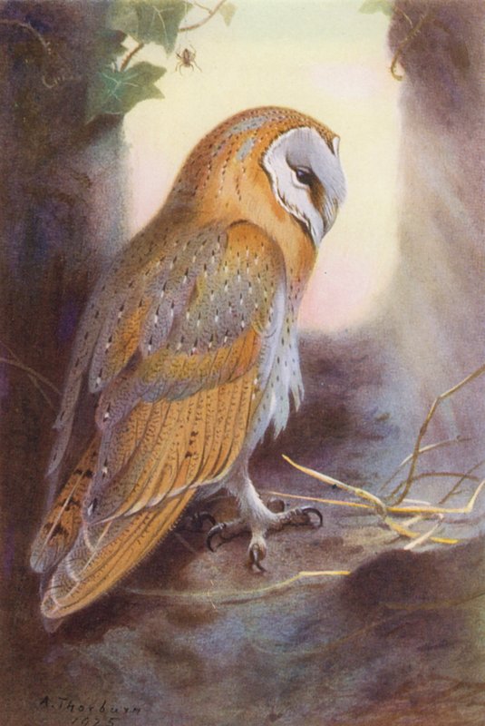 Schleiereule von Archibald Thorburn