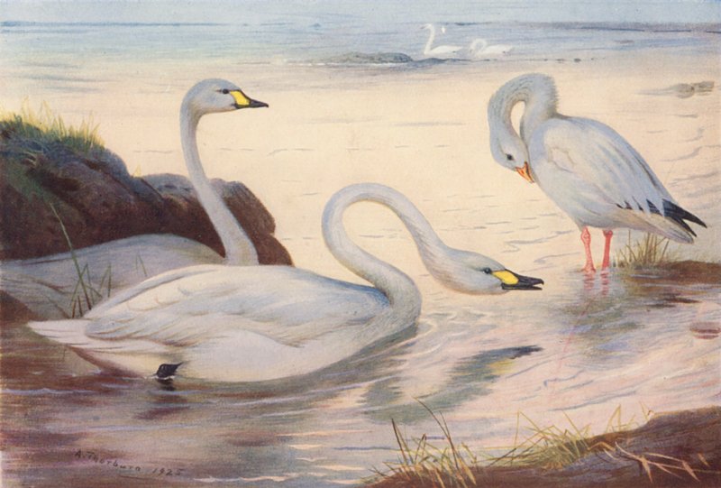 Singschwan, Schneegans von Archibald Thorburn