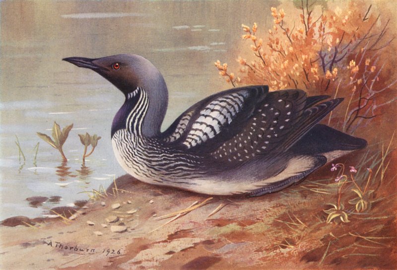 Prachttaucher von Archibald Thorburn