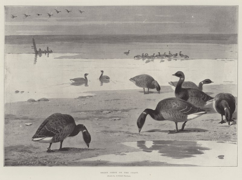Ringelgänse an der Küste von Archibald Thorburn