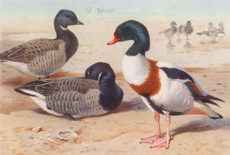 Ringelgans, Brandente von Archibald Thorburn